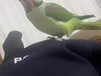 2 Yaşında Erkek Evcil Alexander