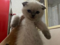 A Kalite British Shorthair Bebekler