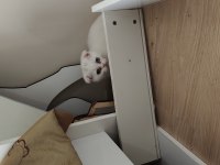 4 Tane Yavrumuz Var 2 Ay Bir Haftalık Kedimiz