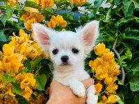 Sevimli Ve Eğitimli Chihuahua Yavru