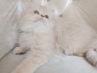 Cy 11 Şecere Belgesi Safkan Dişi 5 Aylık British Longhair