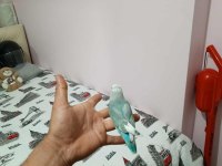 İnsan Canlısı Yavru Sevda Papağanı