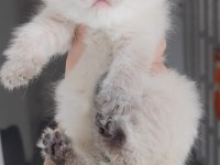 Bebek Kedilerimiz Teslime Hazırdır