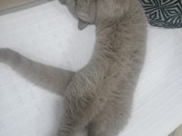 British Shorthair Patimize Ömürlük Yuva Arıyoruz