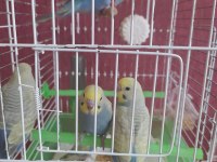 Güzel renkli rainbow yavru muhabbet kuşları