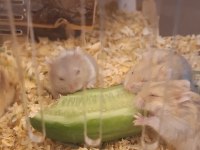 Ele Alışık, Sağlıklı Gonzales Hamster Yavruları (İzmir İçi)