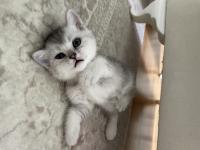 Silver Erkek British Shorthair Bebek