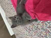 2 Aylık Scottish Fold Kedimiz İçin Yuva Olur Musun?