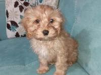 Dünyanın En Tatlı Maltipoo Bebeklerinden Biri