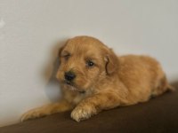 Bal Gibi Maltipoo Bebekleri