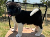Safkan & belgeli american akita yavruları