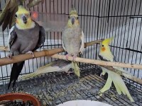 Yavru Ve Takım Papağanlar