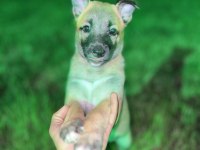 Orijinal belçika kurtları 1.5 aylık