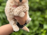 Mikro Maltipoo Bebekler
