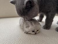 British Silver Baba Ve British Anneden Saf Irk Bebek