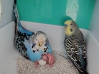 Hazır yumurtalı muhabbet kuşu jumbo takım