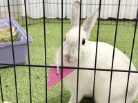 4-5 aylık kar beyazı tavşan