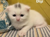 Rezerveye Açık 1 Aylık Scottish Fold Yavrular