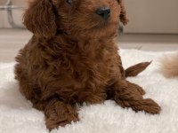 Safkan Pomeranian Boo Bebekler 2 Aylık