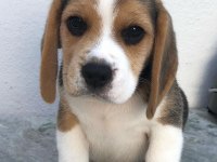 Elizabeth beagle yavrularımız