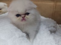 Çok Sevimli Safkan Exotic Amerikan Kedisi