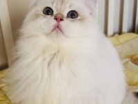 Blh ay1233 golden point british longhair