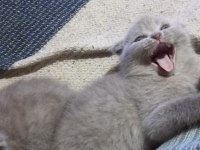 Scottish British Bebekler Yuvalarını Arıyor