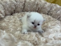 Minik British Bebeklerimiz Ailelerini Bekliyor