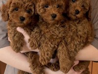 Orjinal toy minyatür poodle yavruları