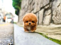 Korean Toy Poodle Yavrularımız