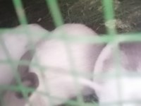 Hollanda Cüce Tavşanı