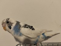 Dişi Muhabbet Kuşu