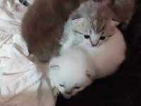 Mavi Gözlü British Longhair Bebişler