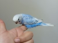 Ev Üretimi Muhabbet Kuşu Yavruları