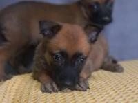 Bursadan Malinois Yavrular