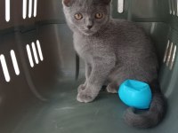 British Shorthair Kediler