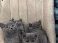 British shorthair bebek kediler