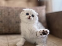 Seçkin ailelere özel wcf kayıtlı scottish fold yavrumuz