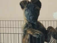 Dişi Belçika Kurdu (Malinois) Yavrumuz