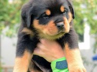 Irk Garantili Macar Rottweiler Yavrular