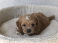 Maltipoo A Kalite Yavrular