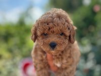 Safkan Poodle Yavruları