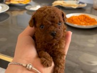 Kore Red-Brown Toy Poodle Yavrularımız
