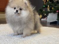 Show Class Erkek Pomeranian Boo