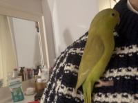 El Besleme Forpus Yavrusu