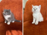 British Longhair Ve Shorthair Güzellikler