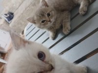 Yavru kedilerimiz yeni yuvalarını arıyorlar