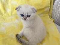 Safkan scottish fold silver point ns1133 mavi göz