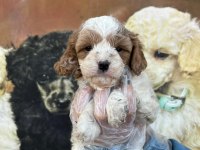 Sevimli mi sevimli maltipoo yavru