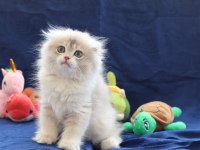 Sevimli Scottish Fold Bebekler Yeni Yuvasını Arıyor